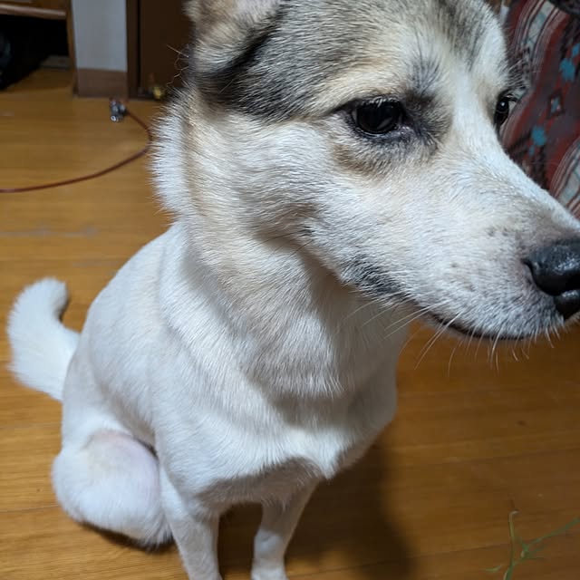 実例写真