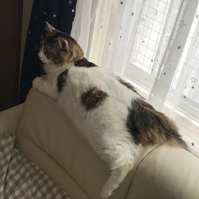 maruさんの実例写真