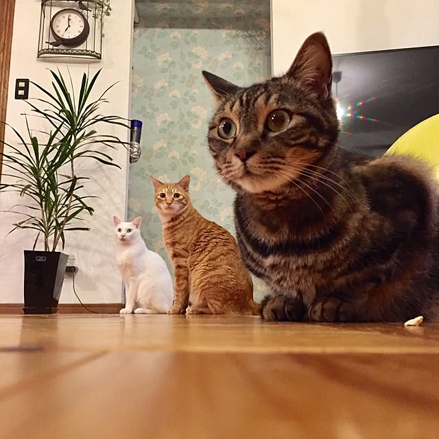 catsmamさんの実例写真