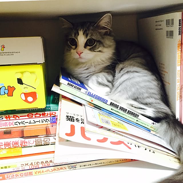 Yokoさんの実例写真