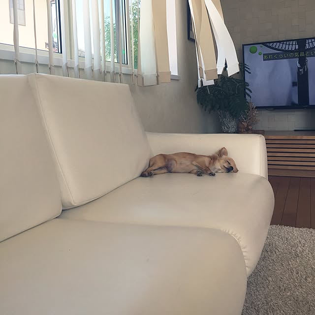 mihaaさんの実例写真