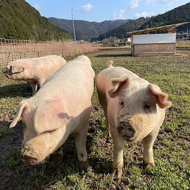 実例写真
