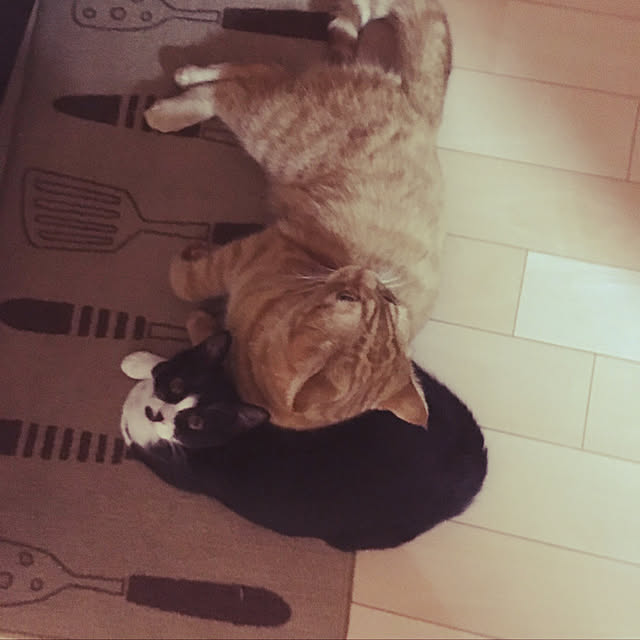 nekoさんの実例写真