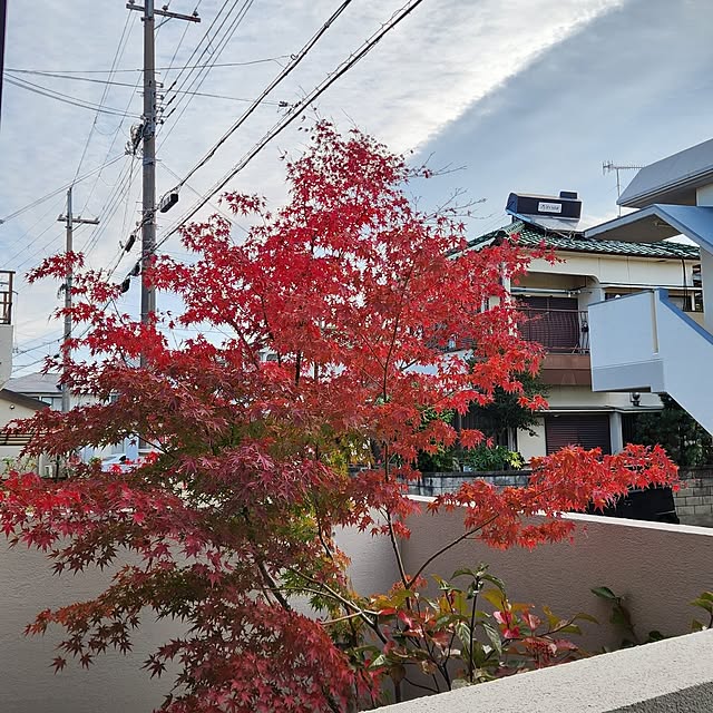 gon_hausさんの部屋