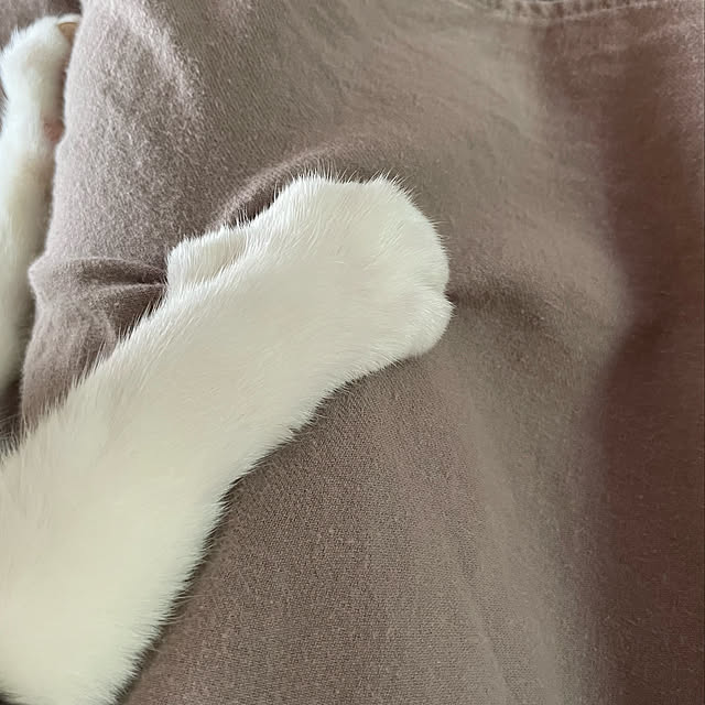 nekosamaさんの実例写真
