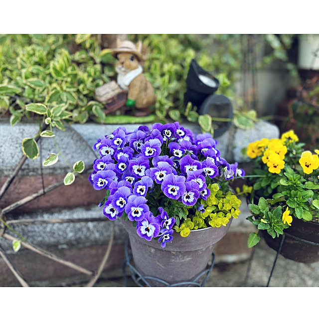 葉牡丹寄せ植え シクラメン寄せ植えのインテリア実例 葉牡丹寄せ植え シクラメン寄せ植えのインテリア実例