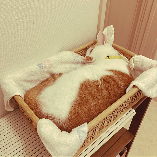 Gomaさんの実例写真