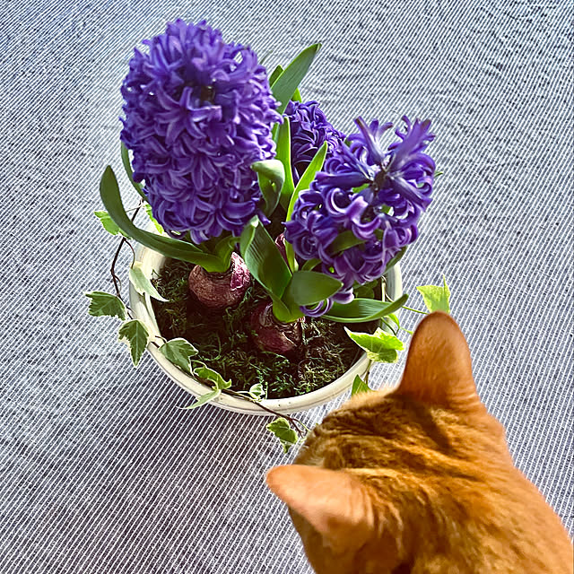 pooさんの実例写真