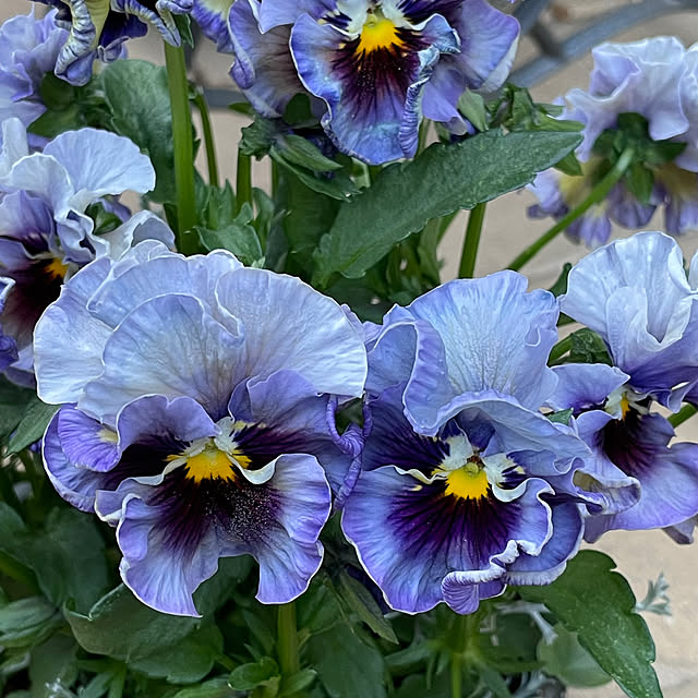 shiropenguinさんの部屋