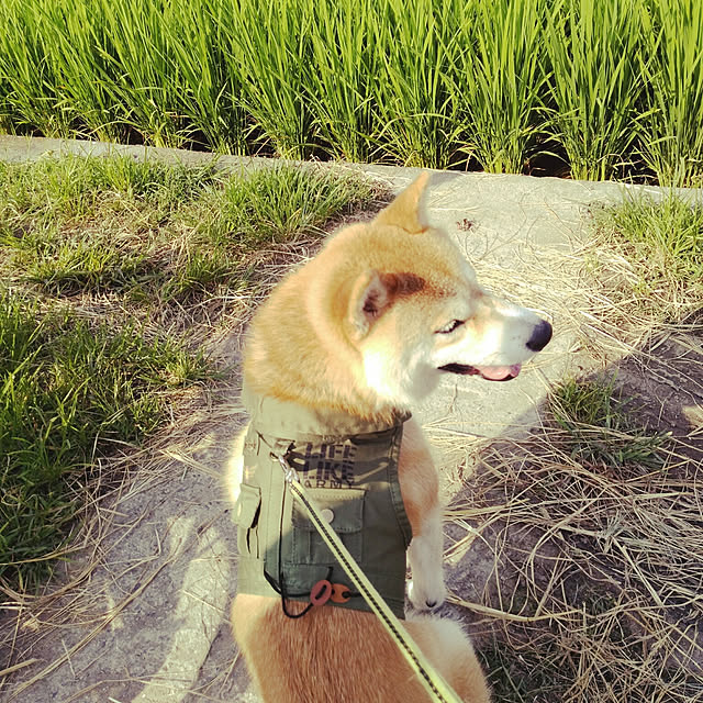 実例写真