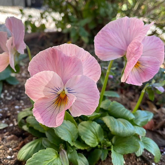 ronronさんの部屋