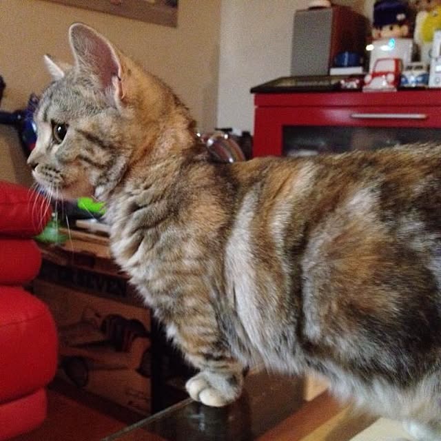 shujiさんの実例写真