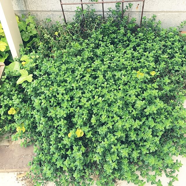 kinakomochiさんの実例写真