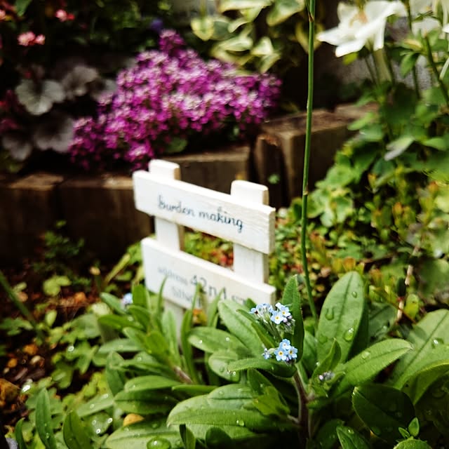 お庭/植中毒/植物ばかりですみません/花のある暮らし/寄せ植え...などのインテリア実例 - 2017-04-27 11:56:53