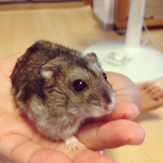 happymiさんの実例写真