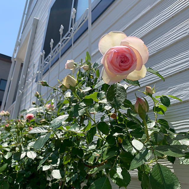 koko_hikaさんの部屋