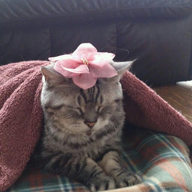 showさんの実例写真