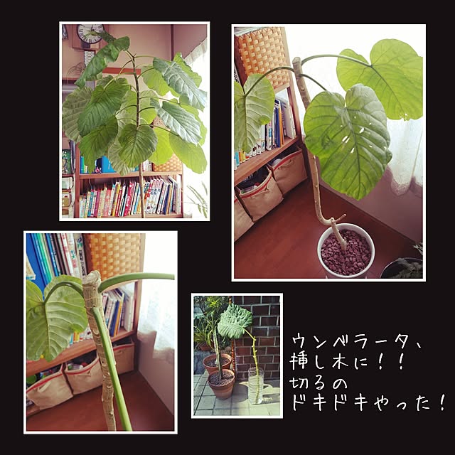 yu_ka101さんの実例写真