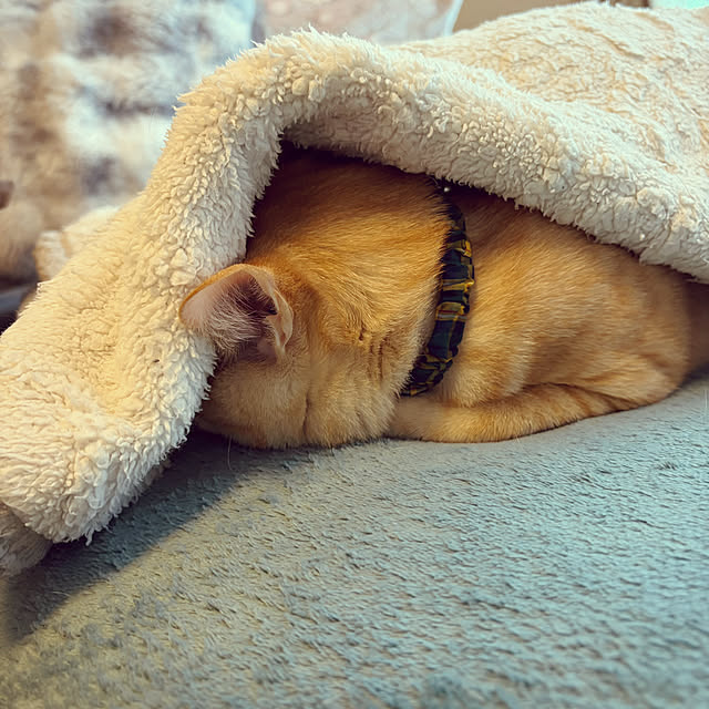 chiiさんのお部屋の写真