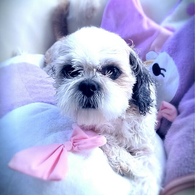 tibiさんの実例写真