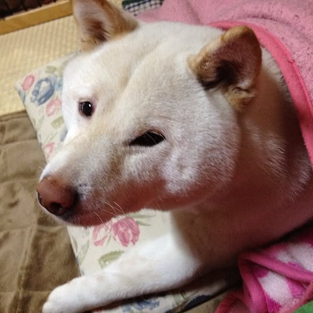 botuさんの実例写真
