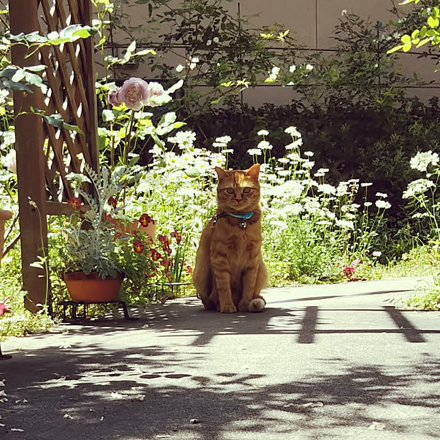 yum0408さんの実例写真