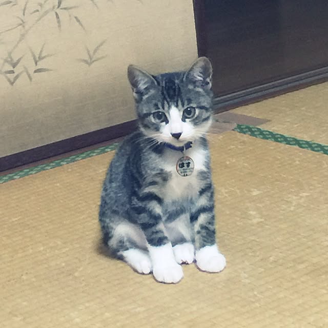 実例写真