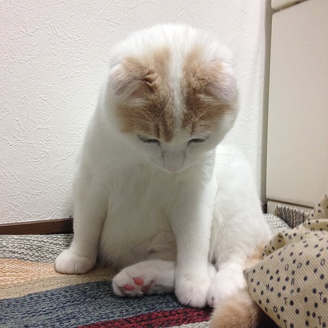 onojiijiさんの実例写真