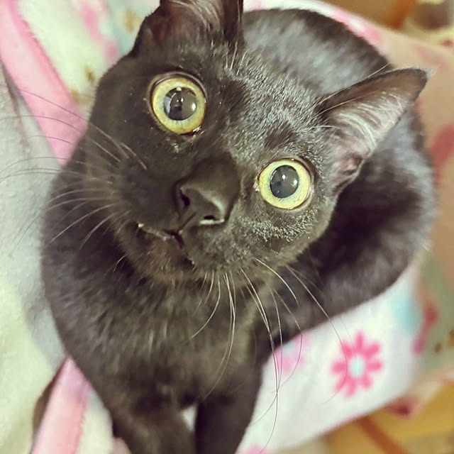 MyuRuuさんの部屋