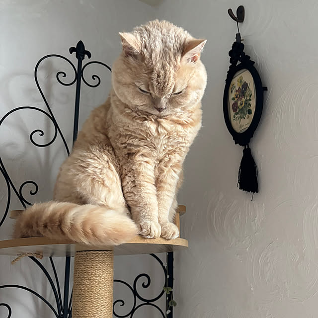 naokoさんの実例写真