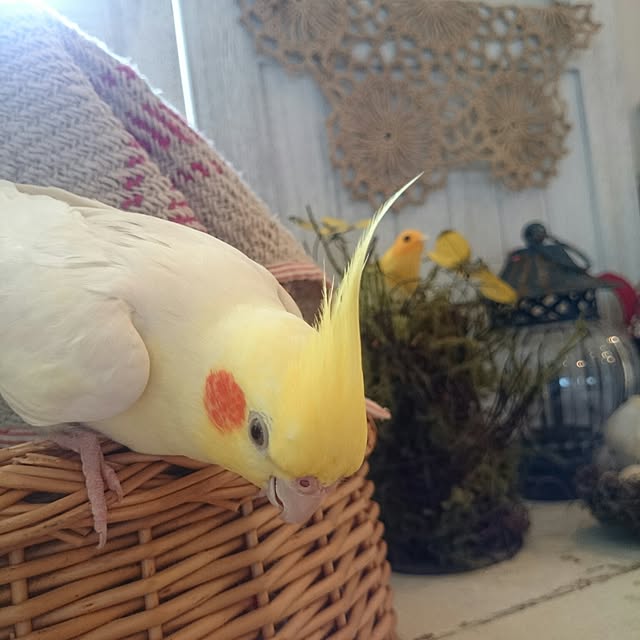 keikorinさんの実例写真
