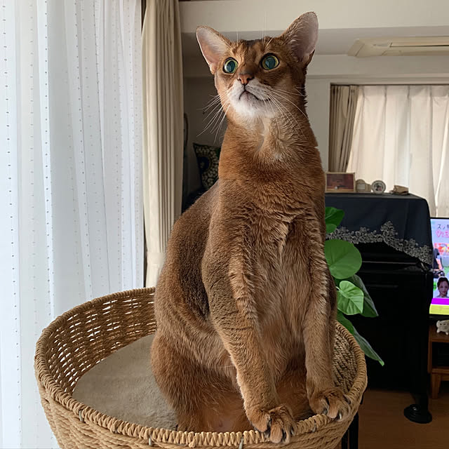 aby_nyanさんの実例写真