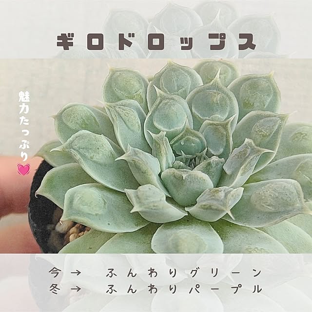 saichanさんの部屋