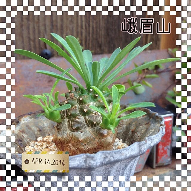 SAKUさんの実例写真