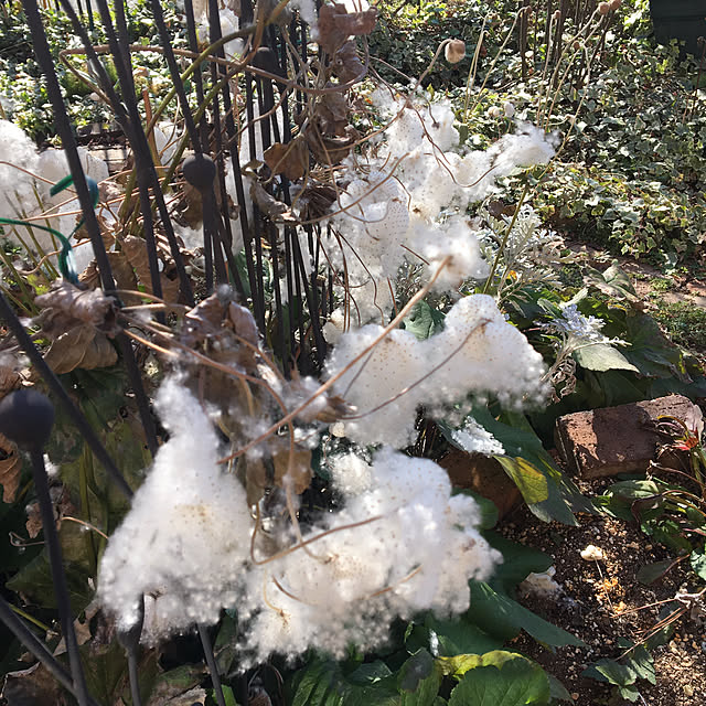 shigimiさんの実例写真
