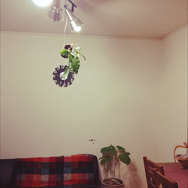 harisaさんの実例写真