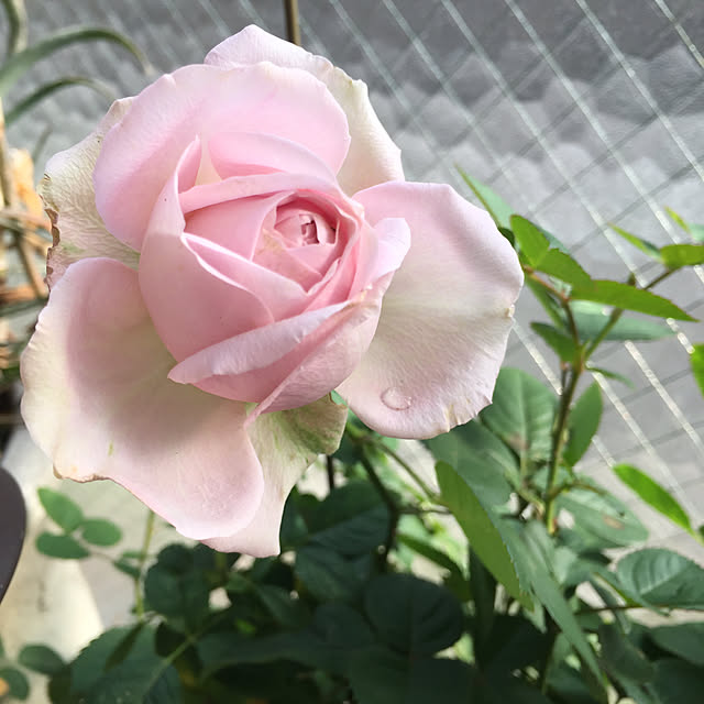Naomiさんの実例写真