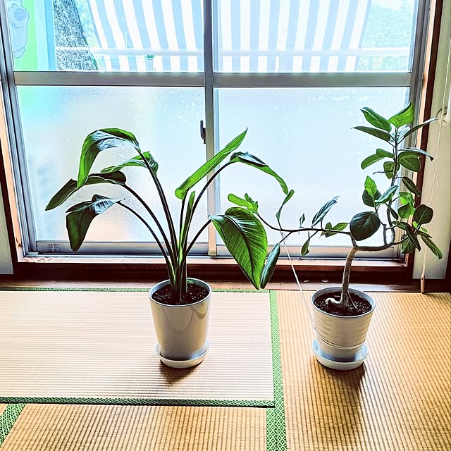 hanachanさんの部屋