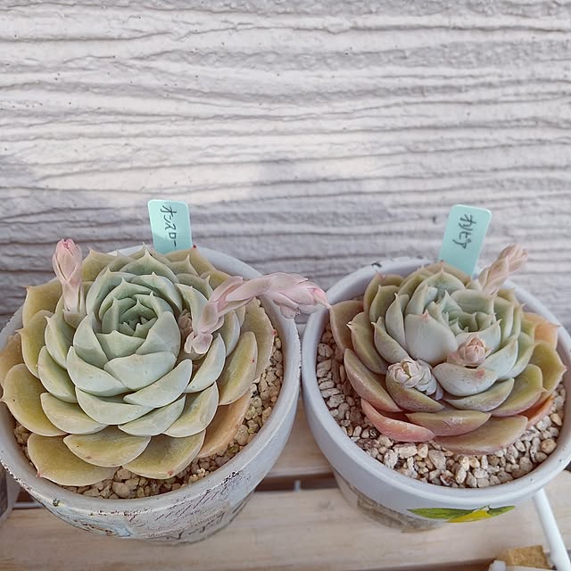 meiさんの部屋