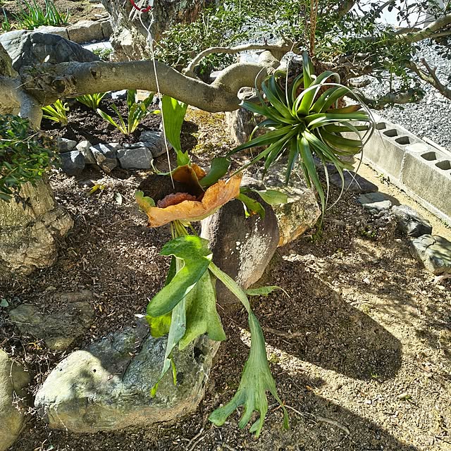 Rubiconさんの部屋