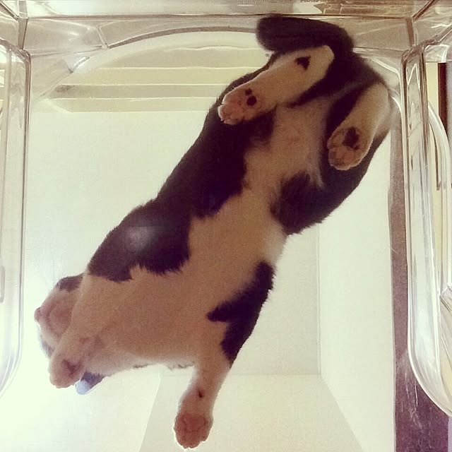 実例写真