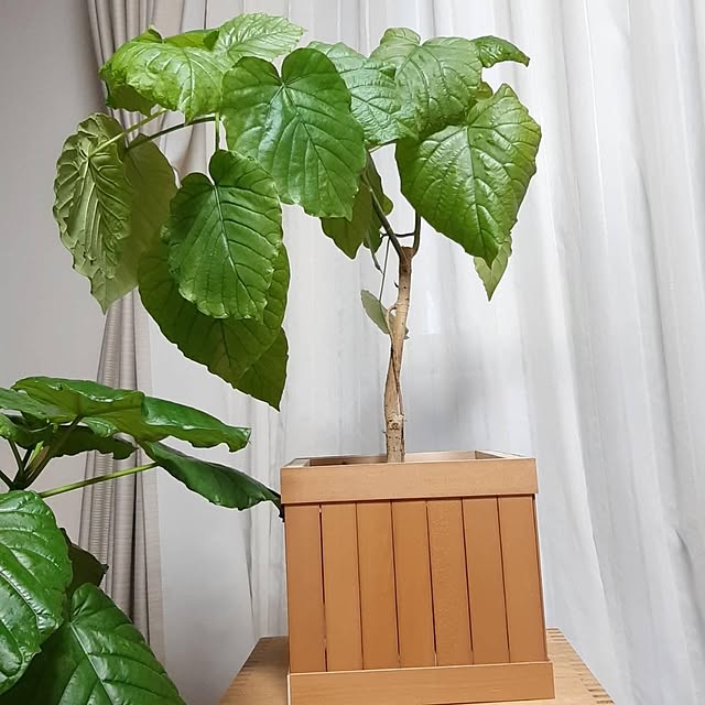 yoriさんの実例写真