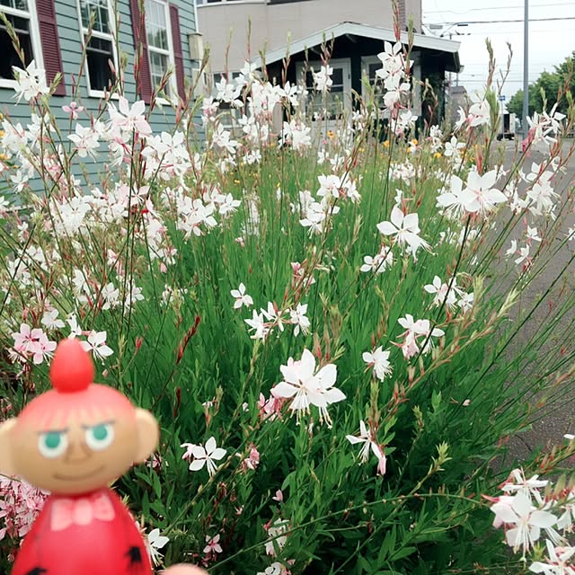 okeiさんの実例写真