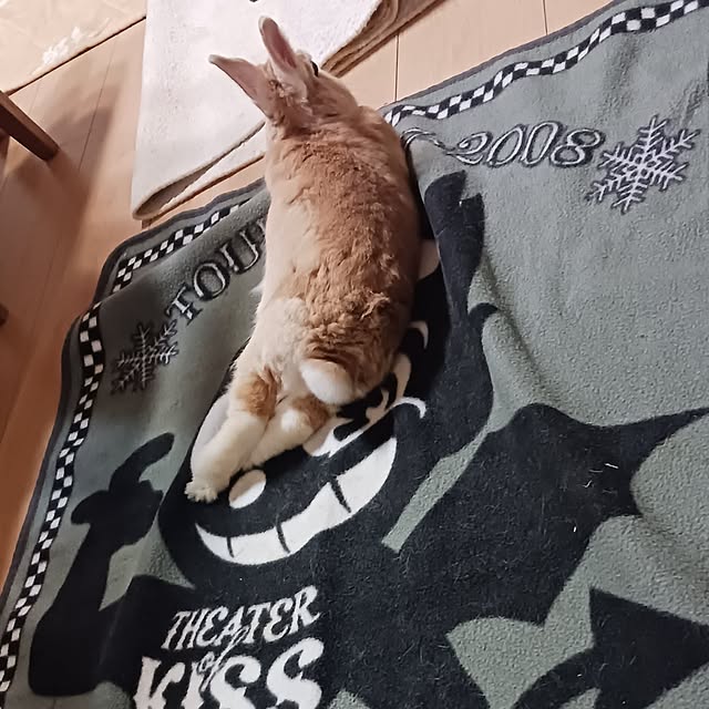 aiさんの実例写真