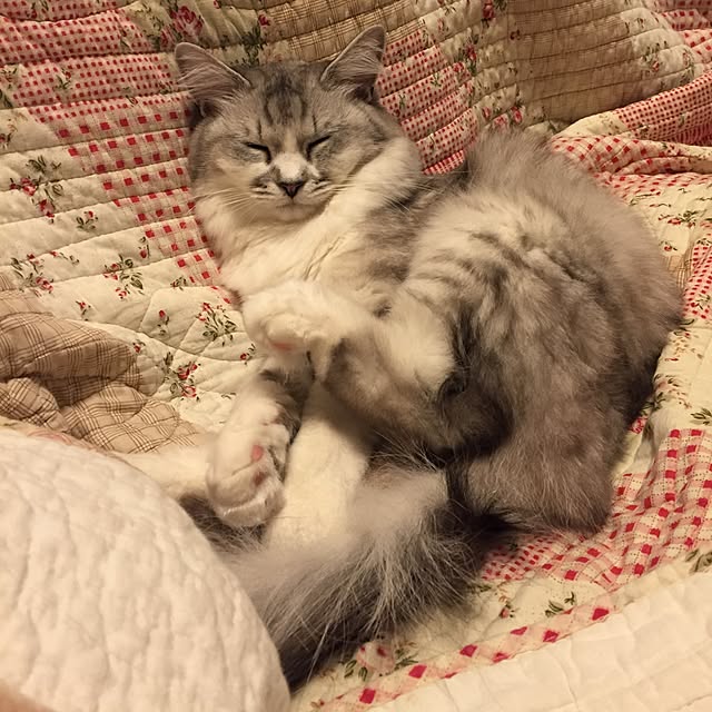 yuki0511さんの実例写真