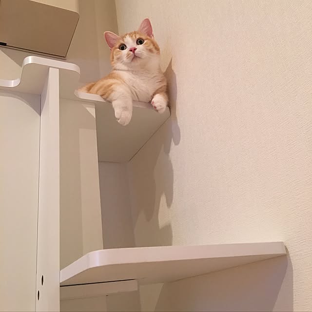 korinkorinさんの実例写真