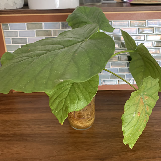 Fumiさんの実例写真