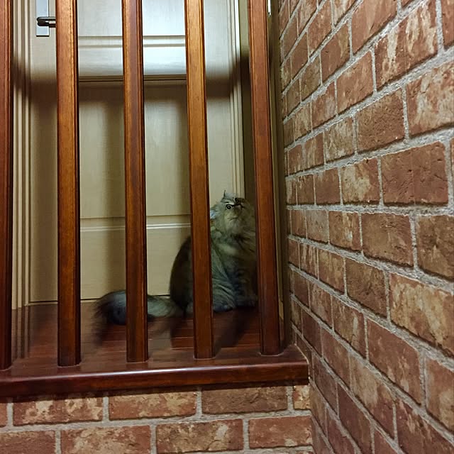 butachanさんの実例写真