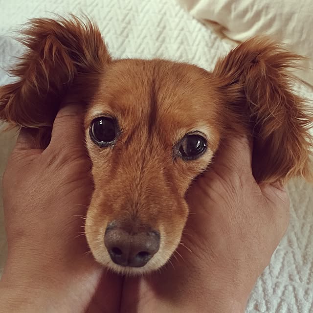 sakuさんの実例写真