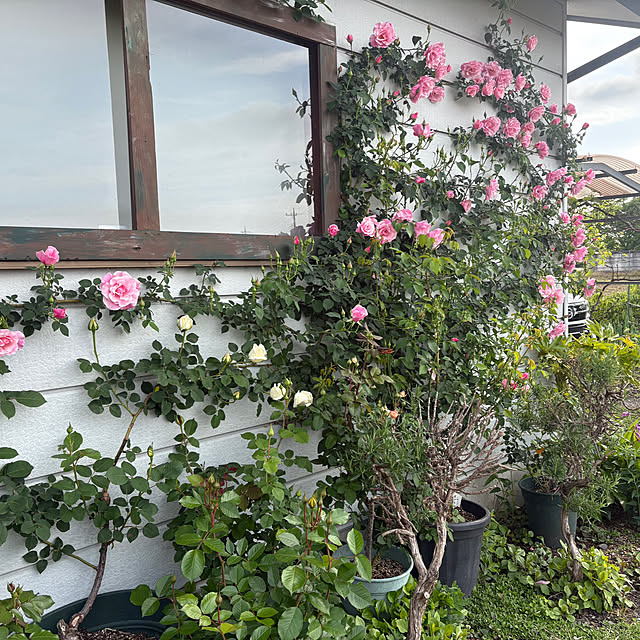 kazutomoさんの部屋